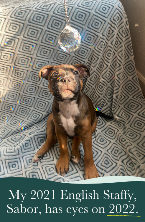 English staffy puppy looking at sun catcher prism